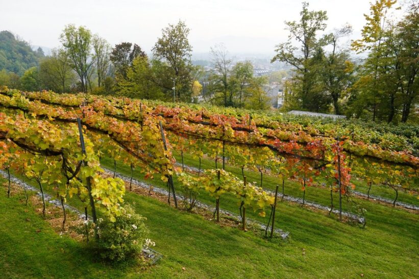 vinska zgdba ljubljanskega gradu